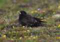 Черный жаворонок фото (Melanocorypha yeltoniensis) - изображение №1911 onbird.ru.<br>Источник: www.galleryofbirds.com